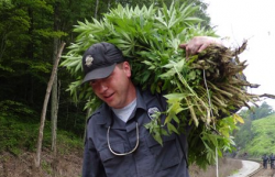 Kentucky State Trooper Trooper Mac McDonald carries a bundle of marijuana along railroad tracks near Barbourville, Ky. (Photo by Roger Alford)